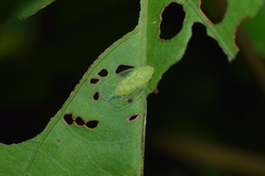 Tropiduchinae