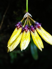 Bulbophyllum retusiusculum