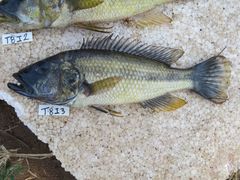 Serranochromis robustus