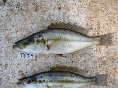 Dimidiochromis compressiceps