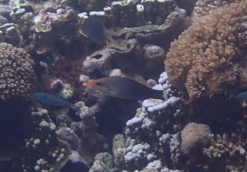 Gomphosus varius