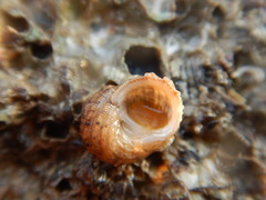 Euchelus asper