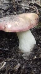 Russula luteotacta