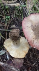Russula luteotacta