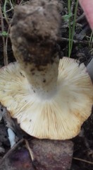 Russula luteotacta