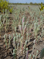 Tecticornia australasica