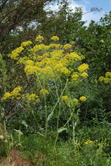 Ferula akitschkensis