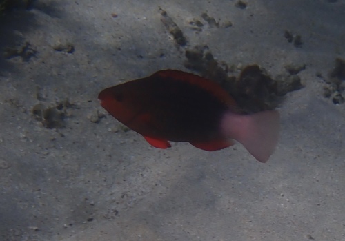 Scarus frenatus