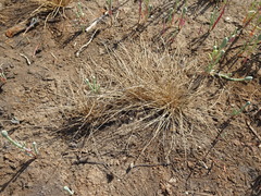 Fimbristylis polytrichoides