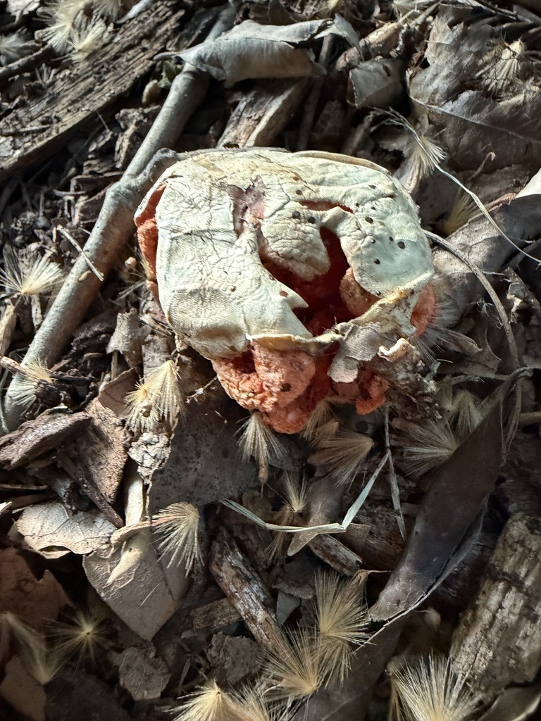Clathrus ruber · April 2026 · photo: © irinamitine (iNaturalist, cc-by)