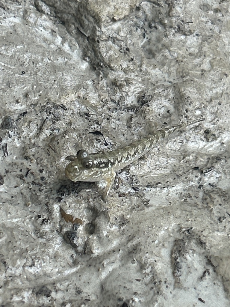 Asian dwarf mudskipper (Periophthalmodon septemradiatus)