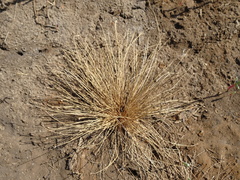 Fimbristylis polytrichoides