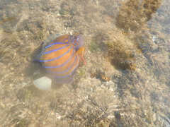 Pomacanthus annularis