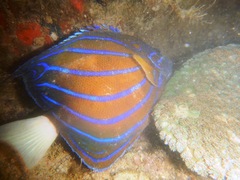 Pomacanthus annularis