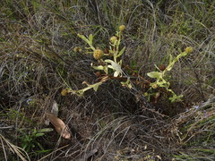 Pterocaulon sphacelatum