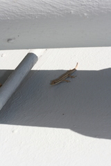 Lygodactylus capensis