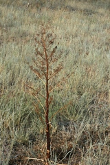 Ferula ferulaeoides