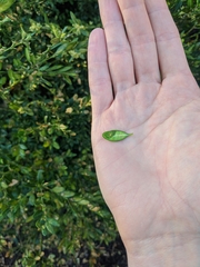 Monarthropalpus flavus