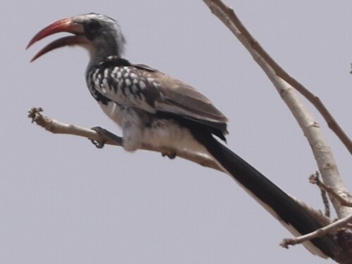 Western Red-billed Hornbill