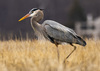 Great Blue Heron - Photo (c) Dan Roach, some rights reserved (CC BY-NC), uploaded by Dan Roach