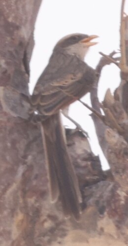 Yellow-billed Shrike