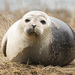 Atlantic Harbor Seal - Photo (c) Dan Roach, some rights reserved (CC BY-NC), uploaded by Dan Roach