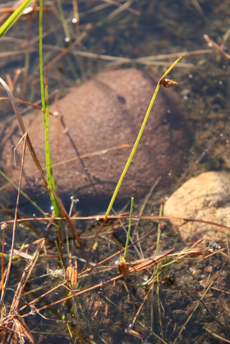 Image of Schoenoplectiella purshiana by (c) Derek, some rights reserved (CC BY)
