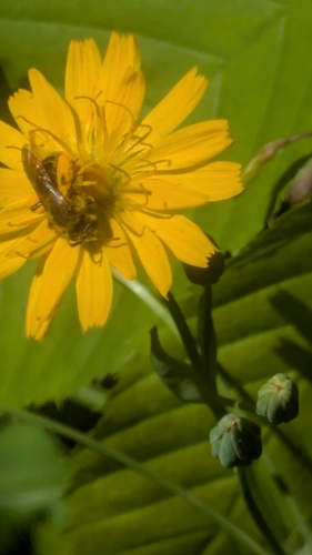 Dwarf-dandelion Mining Bee photo 4
