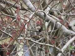 Cynanthus doubledayi