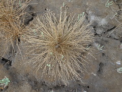 Fimbristylis polytrichoides