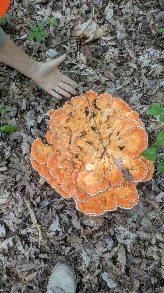 Laetiporus cincinnatus · April 2026 · photo: © tockgoestick (iNaturalist, cc-by-nc)