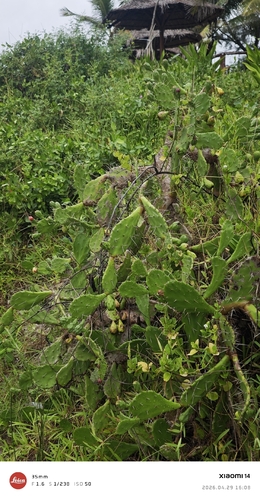 Drooping Pricklypear