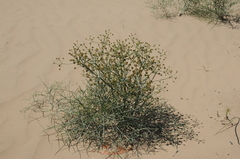 Ferula karelinii