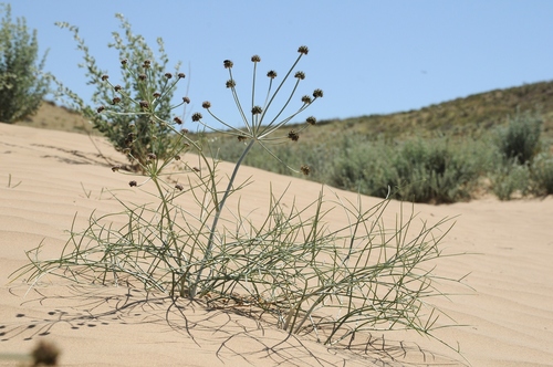 Ferula karelinii