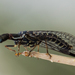 American Square-headed Snakeflies - Photo (c) BJ Stacey, some rights reserved (CC BY-NC), uploaded by BJ Stacey