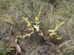 Pterocaulon sphacelatum