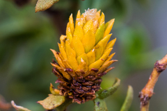 Asphondylia rosetta