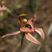Thick-lipped Spider-Orchid - Photo (c) Michael Keogh, some rights reserved (CC BY-NC-SA), uploaded by Michael Keogh
