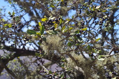 Citharexylum flexuosum