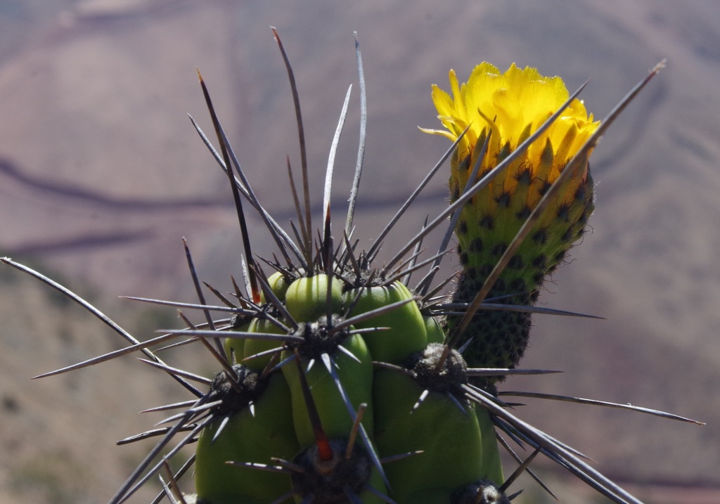 Corryocactus brachypetalus