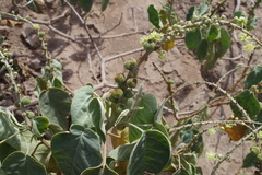 Croton alnifolius