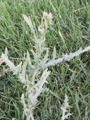 Launaea mucronata