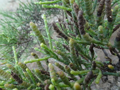 Tecticornia pergranulata