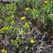 Grindelia glutinosa - Photo (c) danplant, algunos derechos reservados (CC BY-NC), subido por danplant