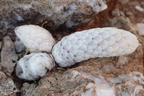 Avonia papyracea