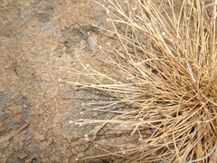 Fimbristylis polytrichoides