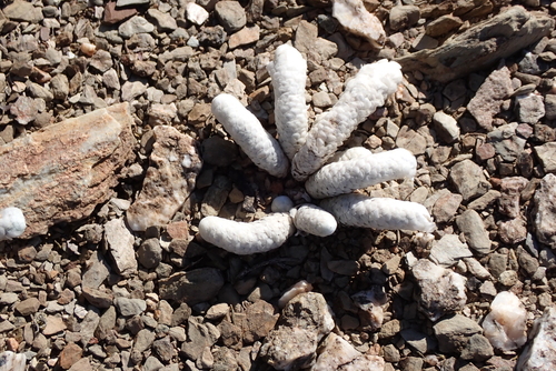 Avonia papyracea