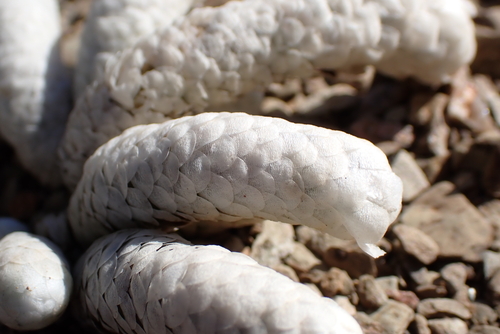 Avonia papyracea