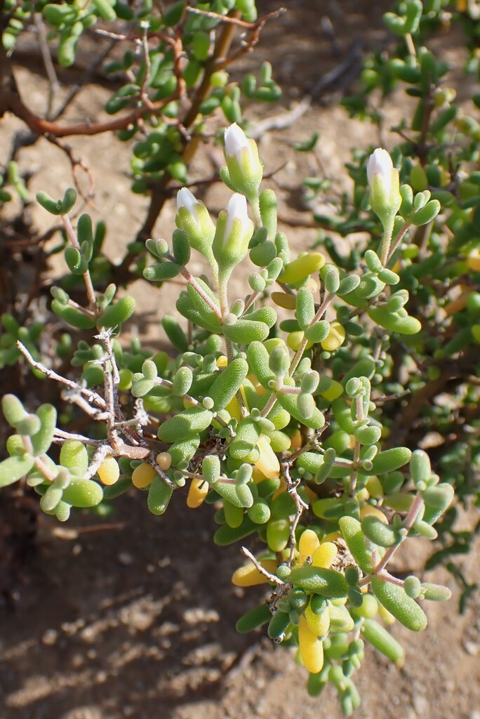 Drosanthemum crassum
