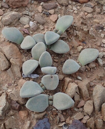 Pleiospilos compactus